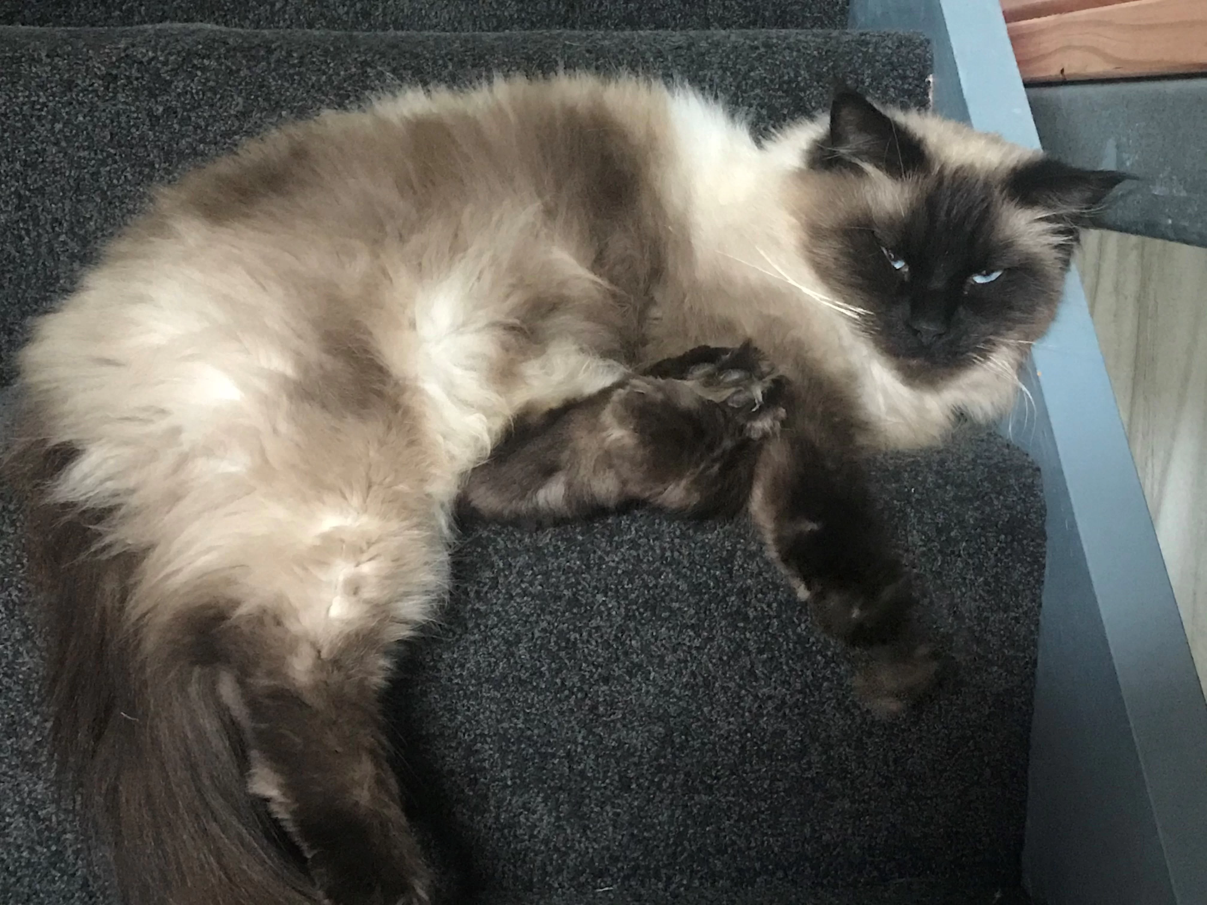 Ragroyalty Prince Valentino