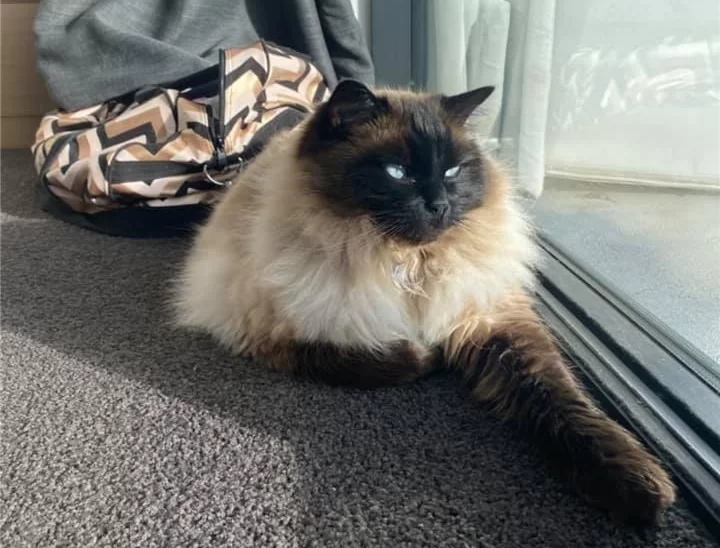 Ragroyalty Prince West