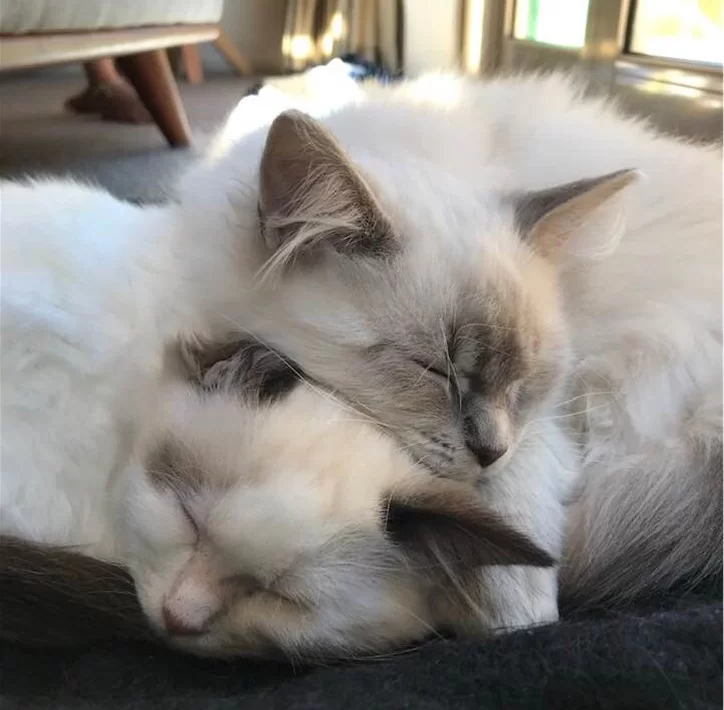 Ragroyalty Prince Wilson & Ragroyalty Princess Gabby