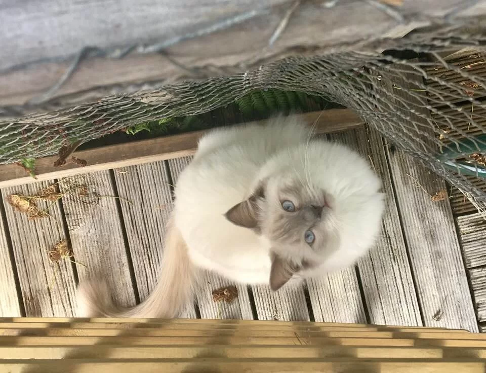 Ragroyalty Star of the Show