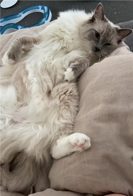 Ragroyalty Wish List 