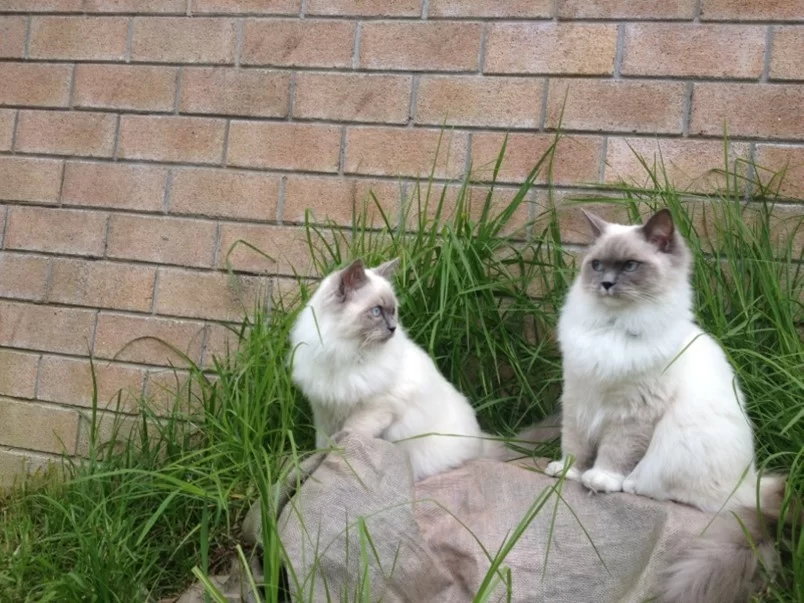 Ragroyalty Zion & Ragroyalty Sharla